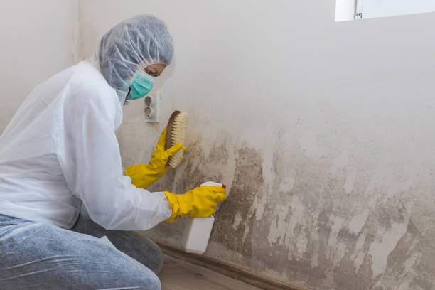 Mold Odor Removal Services in Twinsburg Heights, OH