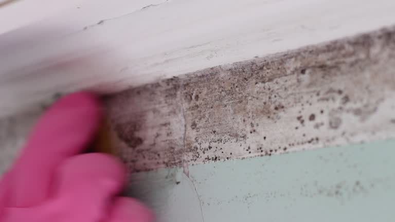 Best Mold Odor Removal Services  in Twinsburg Heights, OH